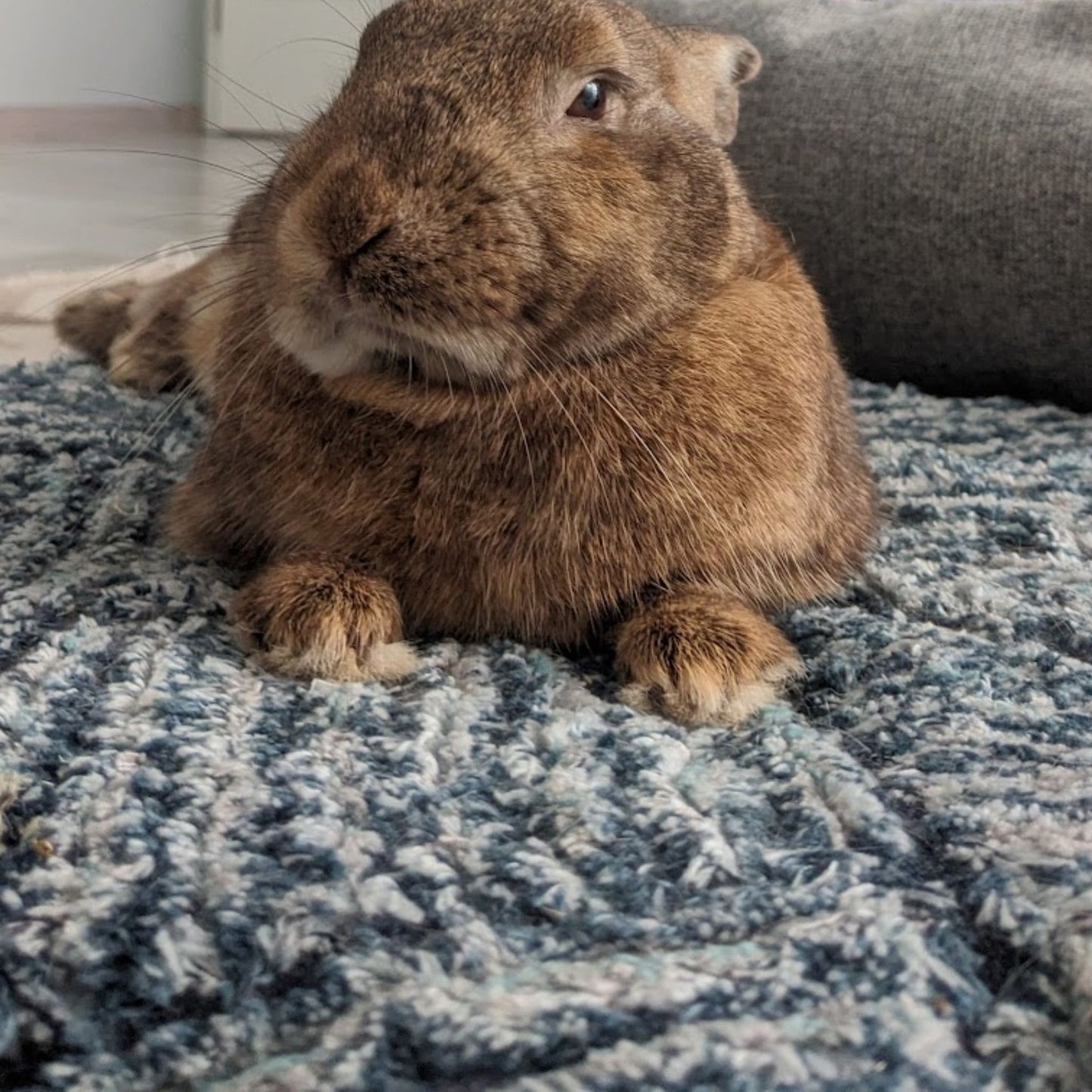 Extra odolný pelíšek pro mazlíčka